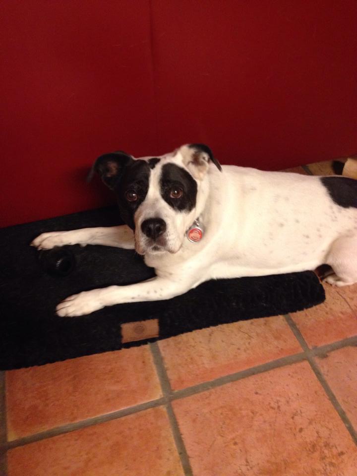 The Memoirs of Domino (part 2): Domino goes hiking, adopts us as her people